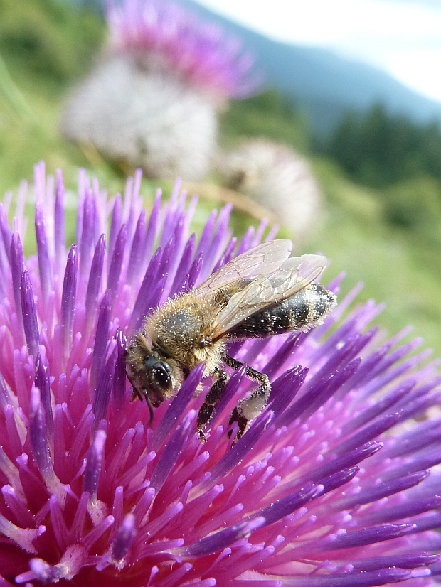 včela medonosná Apis mellifera L. 1758