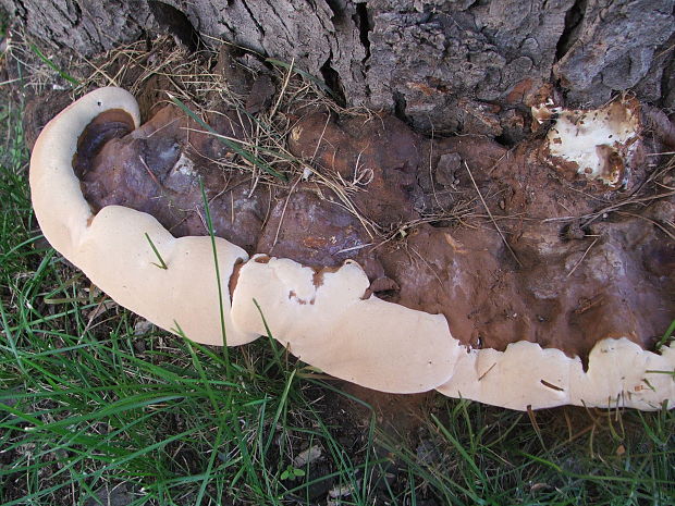 leskokorovka??? Ganoderma???