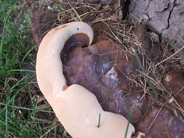 leskokorovka??? Ganoderma??