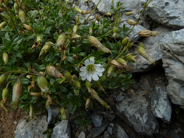 rožec tuhý tatranský? cerastium strictum L., emend. Haenke subsp. tatrae Borb.