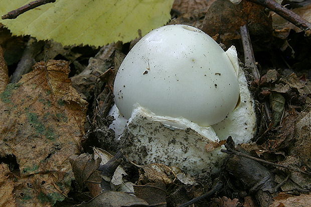 muchotrávka zelená biela Amanita phalloides var. alba Costantin & L.M. Dufour