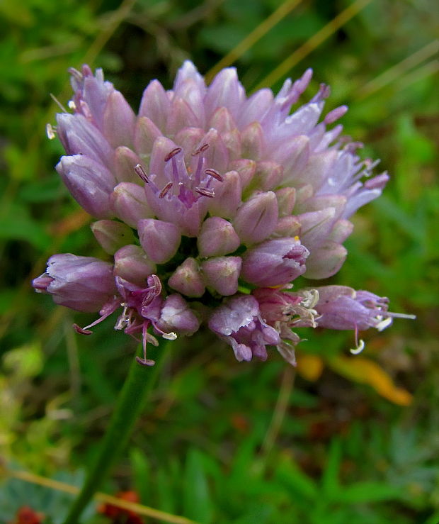 cesnak sivkastý horský Allium senescens subsp. montanum (Fr.) Holub
