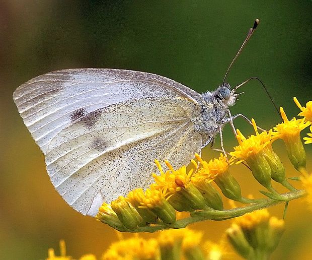 mlynárik repkový Pieris napi