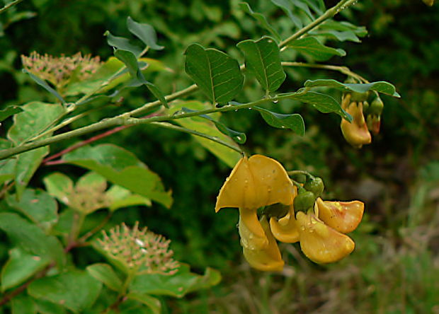 mechúrnik stromovitý - žanovec měchýřník Colutea arborescens L.