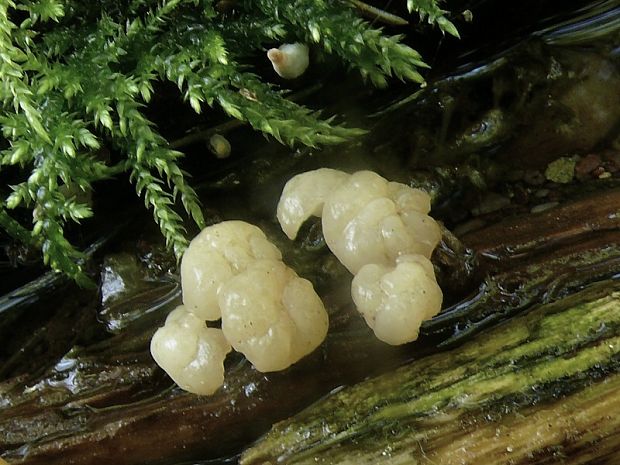 vodnička potoční - Vodnička obyčajná Cudoniella clavus (Alb. & Schwein.) Dennis
