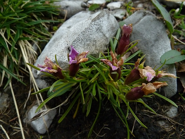 klinček ľadovcový Dianthus glacialis Haenke