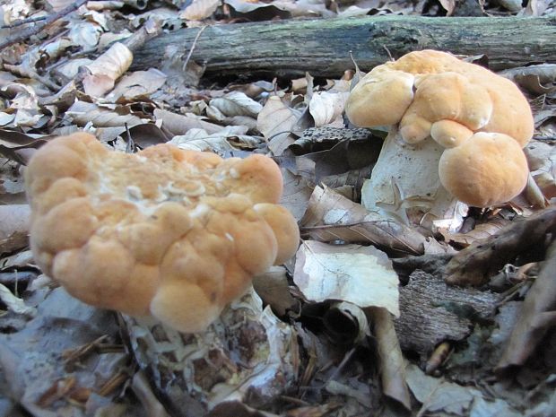 jelenka poprehýbaná Hydnum repandum L.