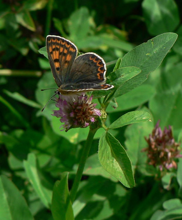 ohniváčik čiernoškvrnný Lycaena tityrus Poda, 1761