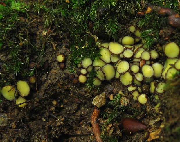 šošovka žltá Podophacidium xanthomelum (Pers.) Kavina
