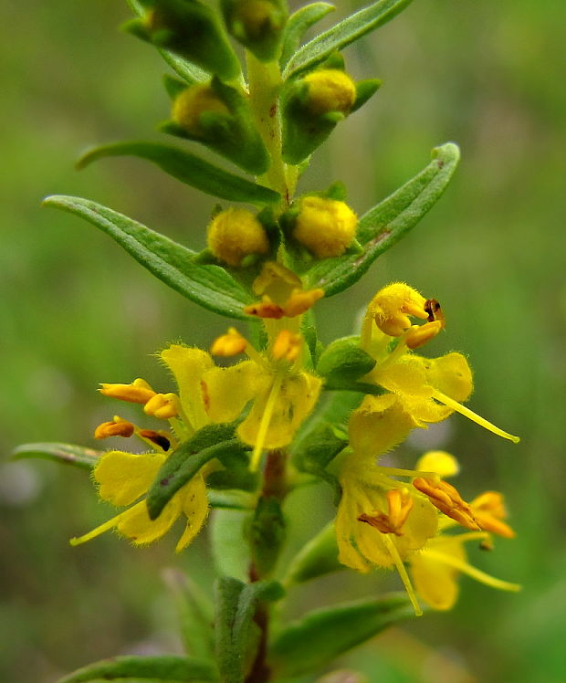 zúbkokvet žltý Orthantha lutea (L.) A. Kern. ex Wettst.