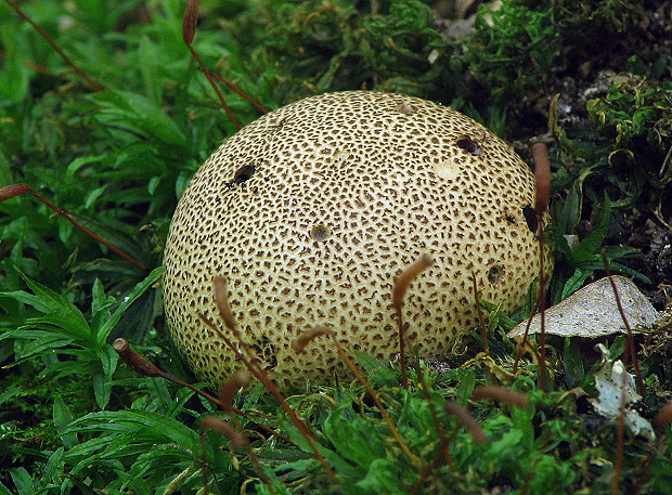 pestrec obyčajný Scleroderma citrinum Pers.
