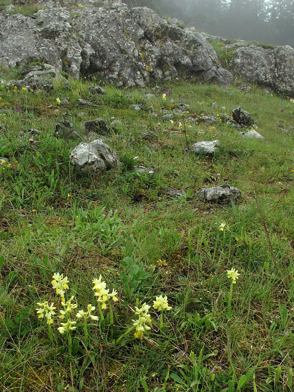 vstavač Orchis pauciflora Ten.