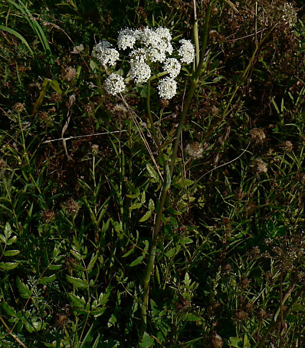 smldník jelení Peucedanum cervaria (L.) Cusson