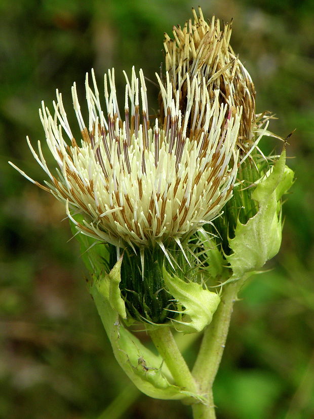 pichliač zelinový Cirsium oleraceum (L.) Scop.