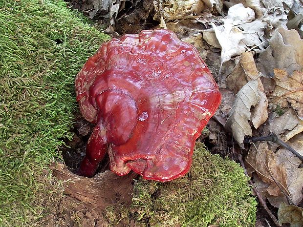 lesklokôrovka obyčajná Ganoderma lucidum (Curtis) P. Karst.