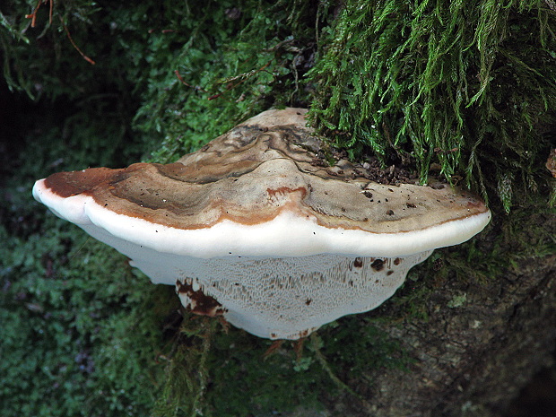lesklokôrovka Ganoderma sp.