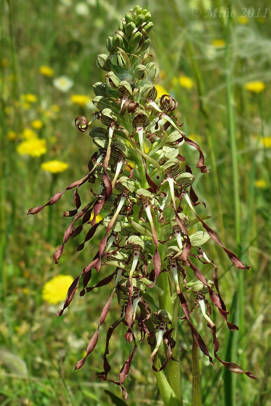 jazýčkovec Himantoglossum hircinum (L.) Spreng.