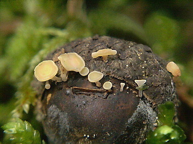 čiašočka ovocná Hymenoscyphus fructigenus (Bull.) Gray