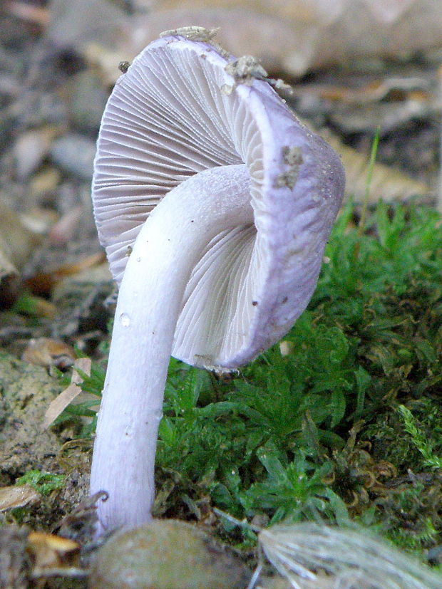 vláknica hlinovolupeňová Inocybe geophylla (Bull.) P. Kumm.