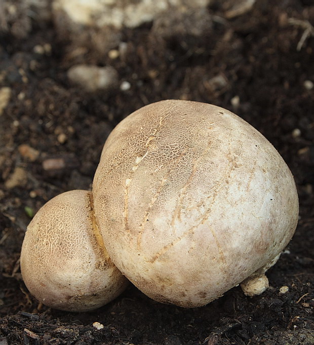 pestrec prášnicovitý Scleroderma areolatum Ehrenb.