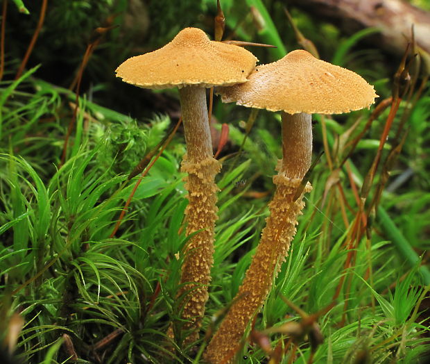 zrnivka okrová Cystoderma amianthinum (Scop.) Fayod