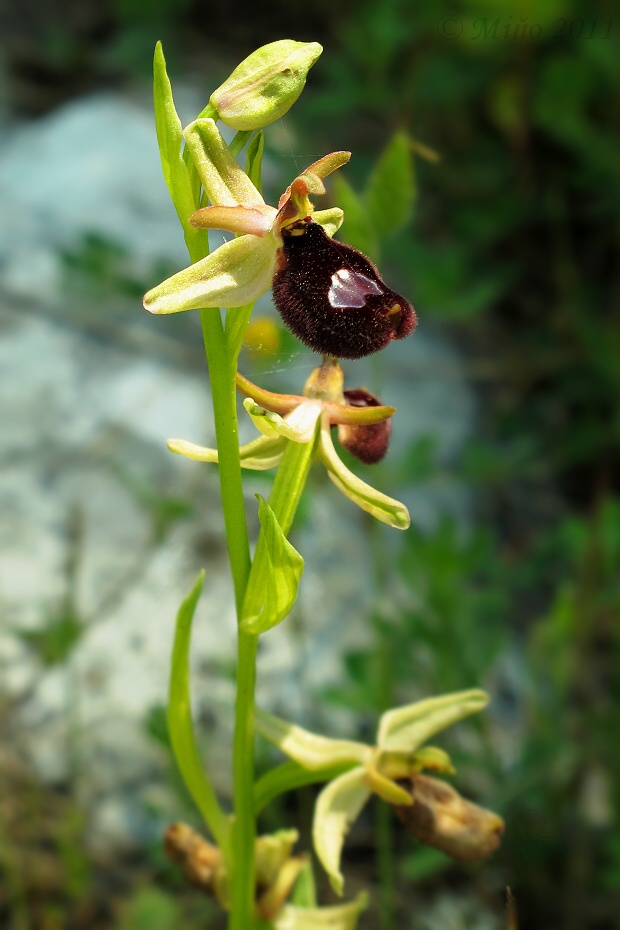 hmyzovník bertoloniho Ophrys bertolonii Moretti