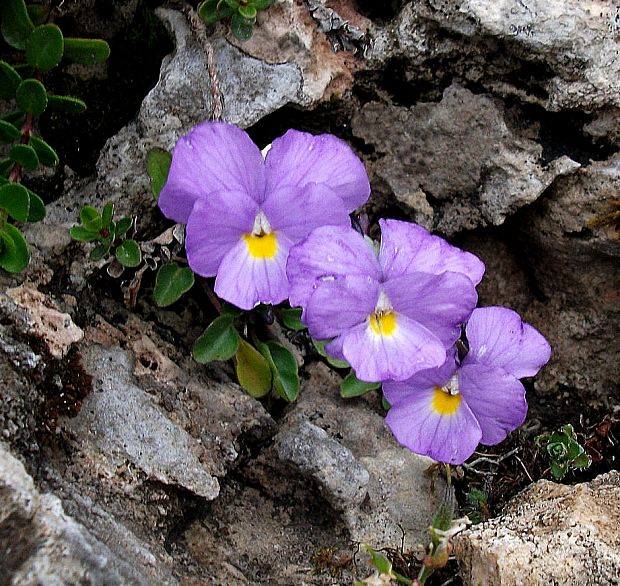 fialka Viola grisebachiana Vis.