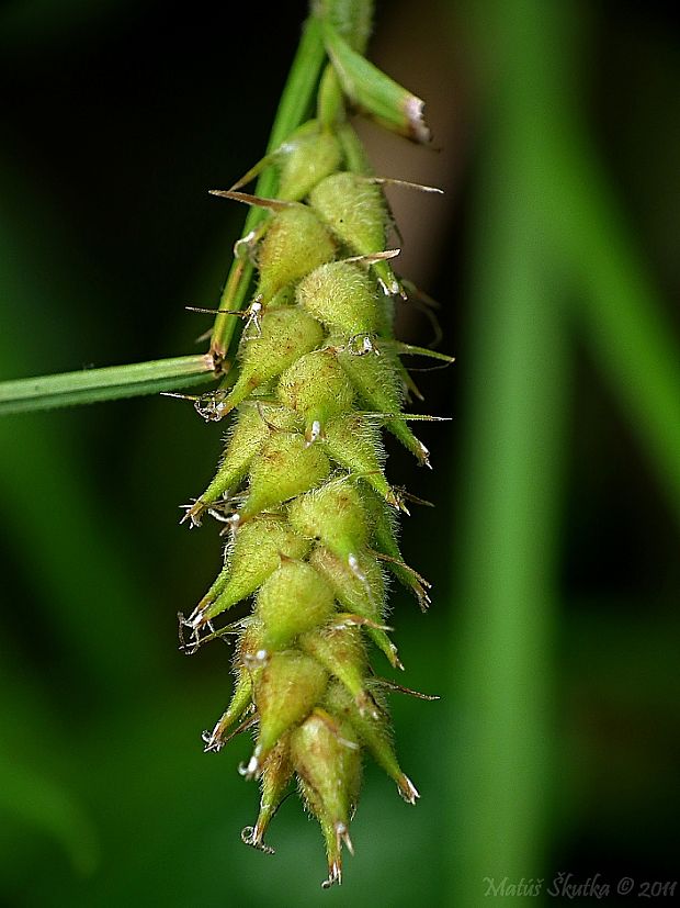 ostrica srstnatá Carex hirta L.