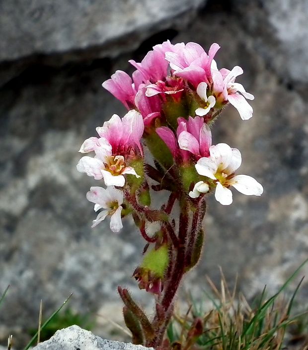 lomikameň Saxifraga adscendens subsp. discolor (Velen.) Kuzmanov