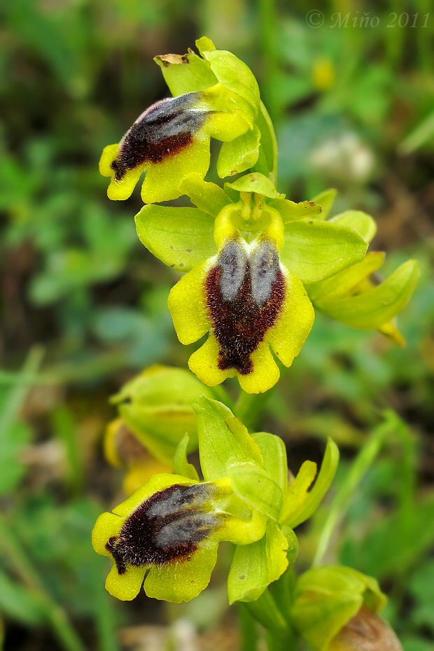 hmyzovník Ophrys lutea Cav.