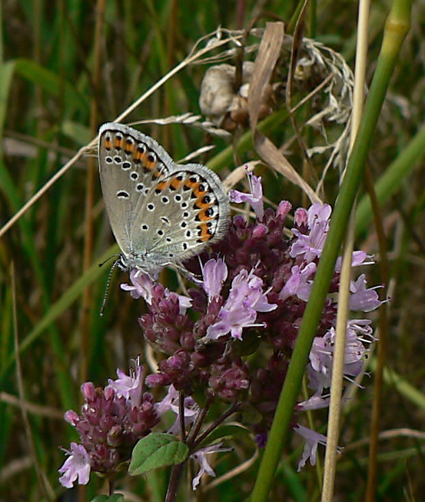 modráčik čiernoobrúbený Plebejus argus L., 1758