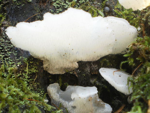 pajelenka želatínová Pseudohydnum gelatinosum (Scop.) P. Karst.