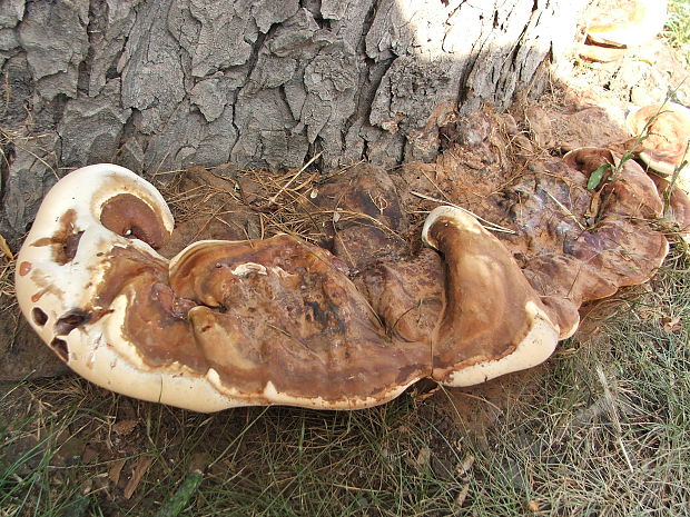 lesklokôrovka Ganoderma sp.