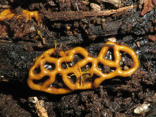 slizovka Hemitrichia serpula (Scop.) Rostaf.