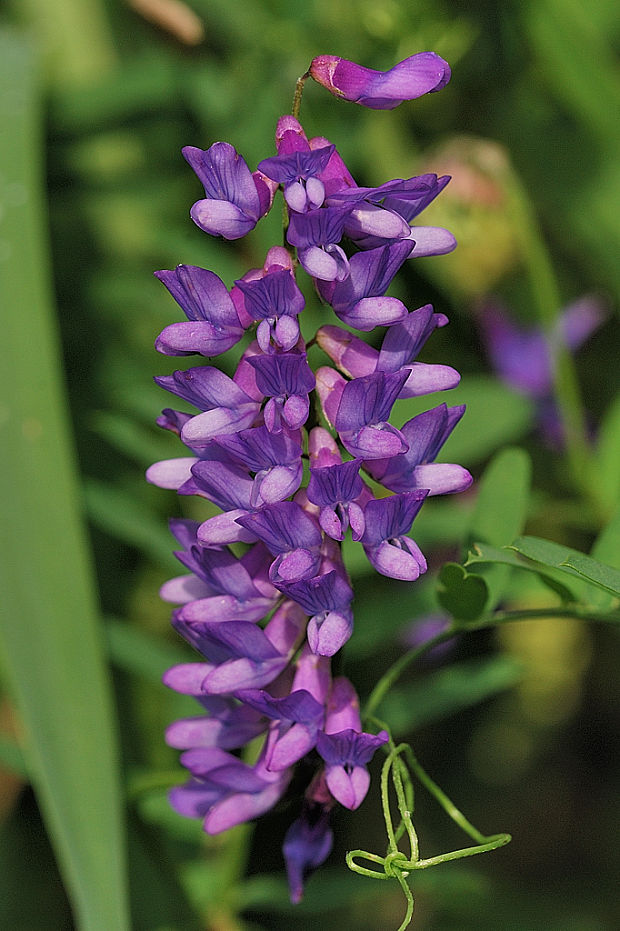 vika tenkolistá Vicia tenuifolia Roth