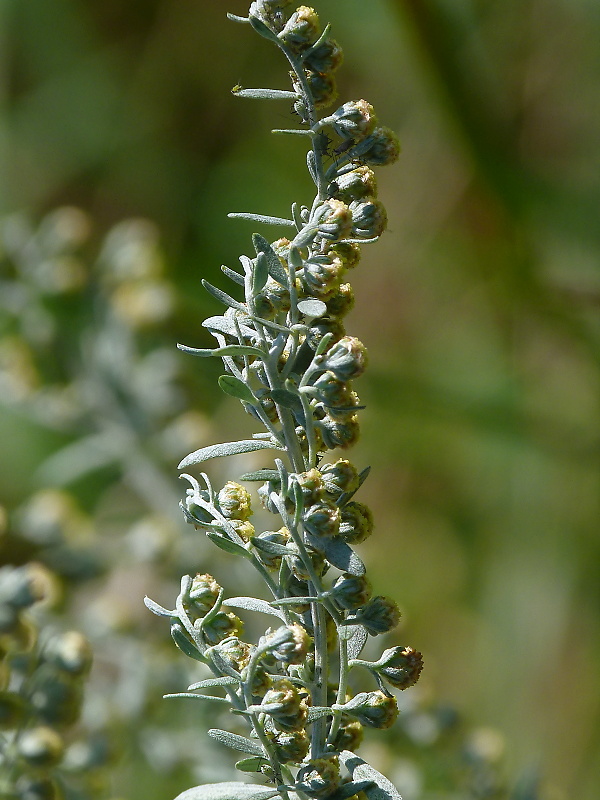 palina pravá Artemisia absinthium L.