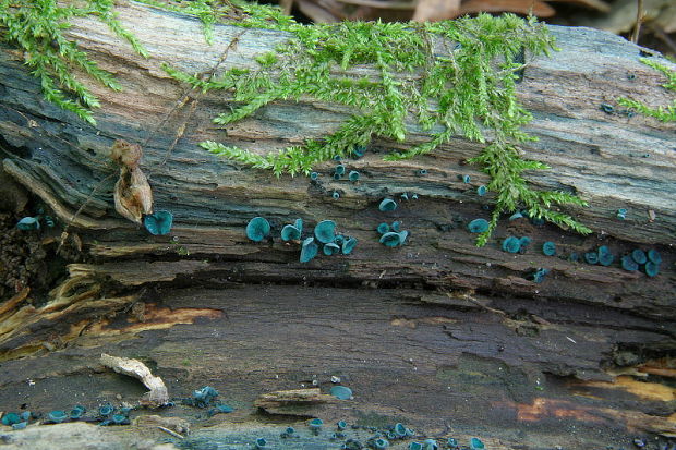 zelenica Chlorociboria sp.