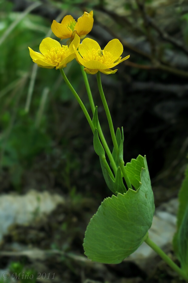 iskerník obličkolistý Ranunculus thora L.
