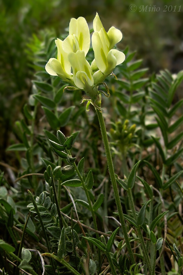 ostropysk poľný tatranský Oxytropis campestris subsp. tatrae (Borbás) Dostál