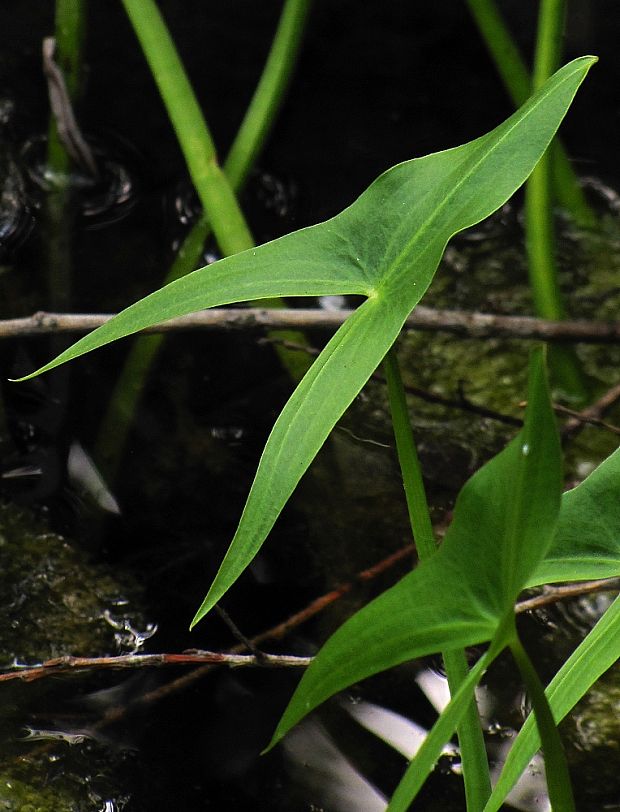 šípovka vodná Sagittaria sagittifolia L.
