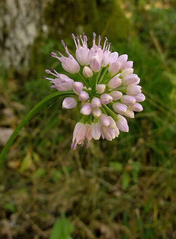 cesnak sivkastý horský  Allium senescens subsp. montanum (Fr.) Holub