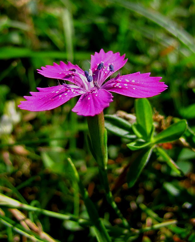 klinček slzičkový Dianthus deltoides L.