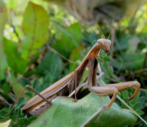 modlivka-hneda forma Mantis religiosa