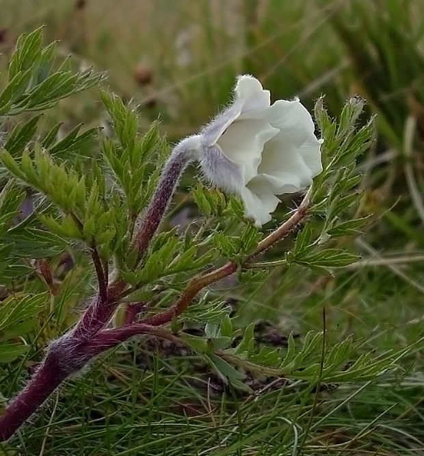 poniklec biely Pulsatilla scherfelii (Ullepitsch) Skalický