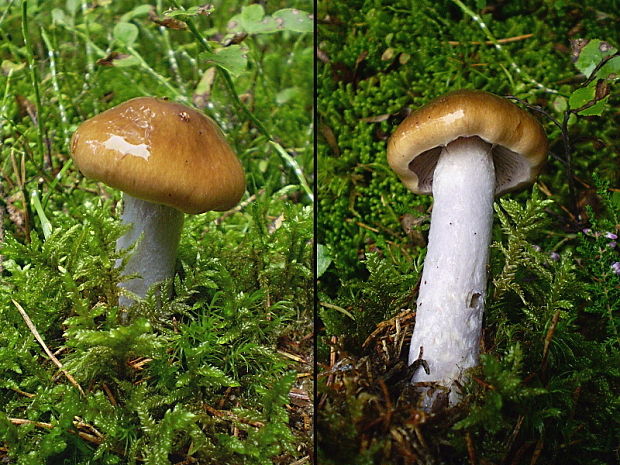 pavučinovec plavooranžový Cortinarius collinitus (Pers.) Fr.