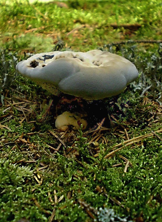 jelenkovka modrastá Hydnellum caeruleum (Hornem.) P. Karst.