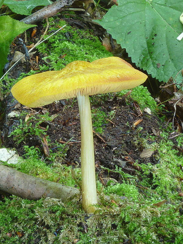 štítovka žltá Pluteus leoninus (Schaeff.) P. Kumm.