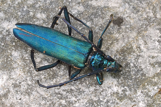 fuzáč pižmový Aromia moschata