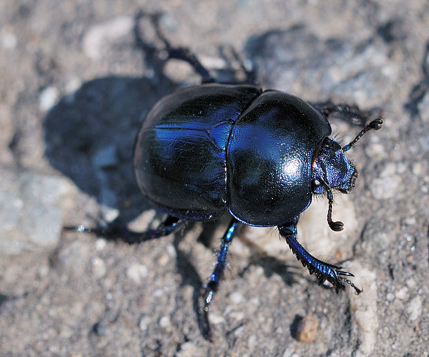 lajniak obyčajný Geotrupes stercorarius