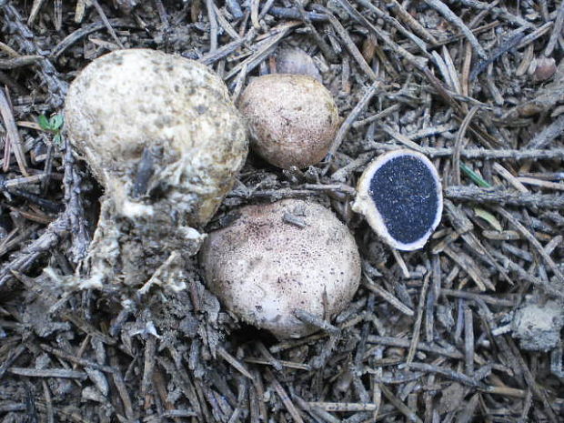 pestrec bradavičnatý Scleroderma verrucosum (Bull.) Pers.
